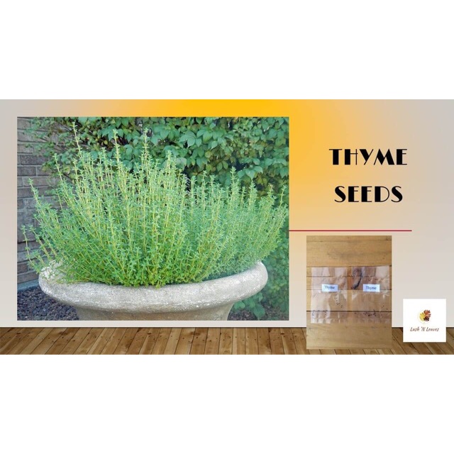 Thyme Herb Seeds (25 Seeds) Shopee Philippines