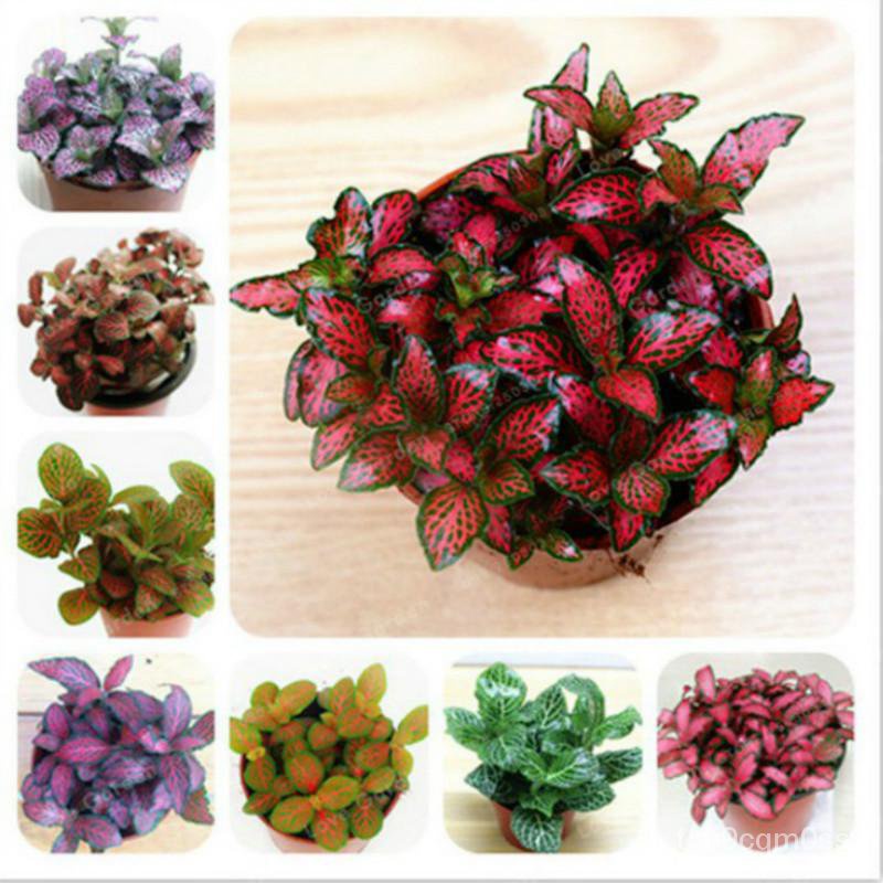High quality seeds Fittonia Plant Seeds Just Seed / Fittonia Life Pokok