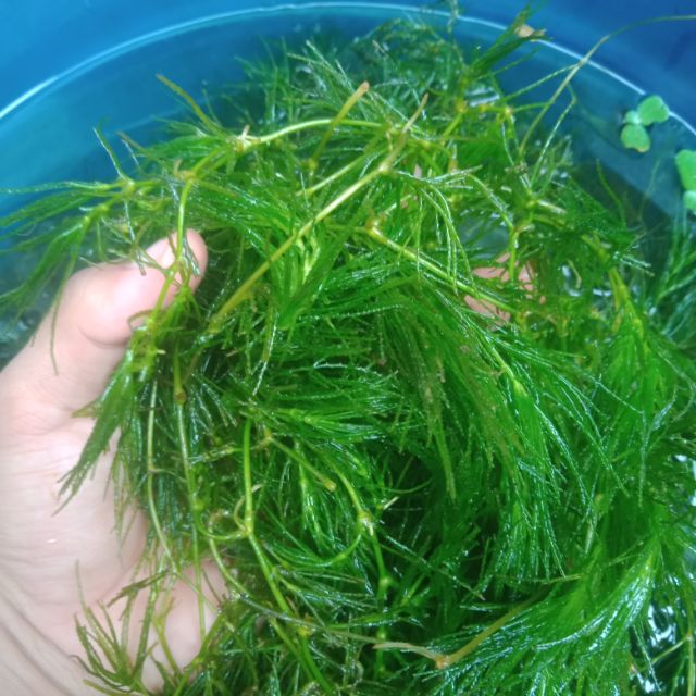 Guppy Grass ( Abt, Pdert, Rdss ) | Shopee Philippines