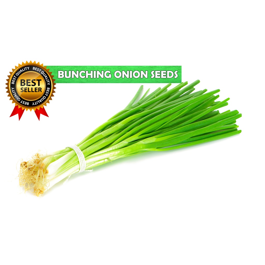 Sulit Pack Dahon Ng Sibuyasbunching Onion 40 Seeds Jackou Variety