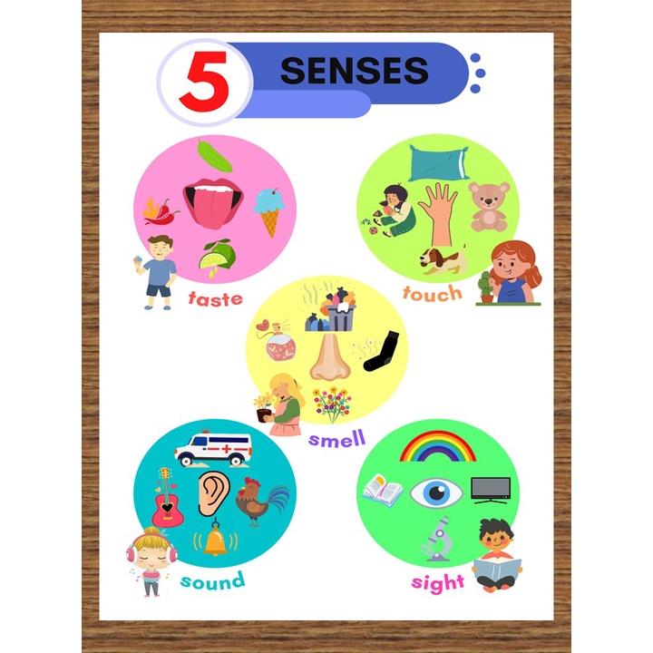 Five Body Senses Body Parts Science Educational Laminated Charts ...