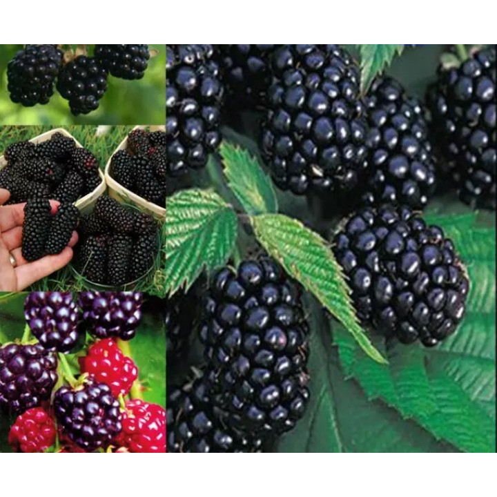 BLACK RASPBERRY FRUIT SEEDS Shopee Philippines