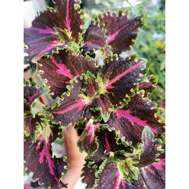 top rare Lace Mayana Rooted/ avatar lace / Rare Mayana Plant Varieties