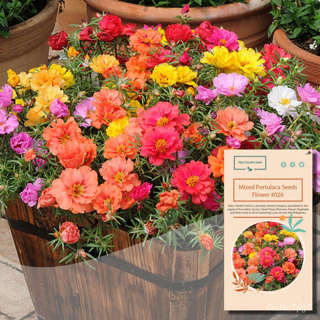 easy planting Mixed Portulaca Seeds, Vietnam Rose, Flower Seeds26 Shopee Philippines
