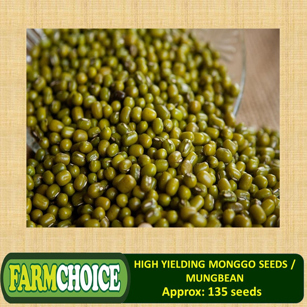 High Yielding MONGGO SEEDS / MUNGBEAN (135 seeds) FOR PLANTING ONLY
