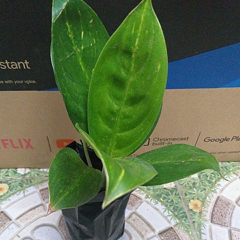 Aglaonema Claudia (in seedling bag) Shopee Philippines