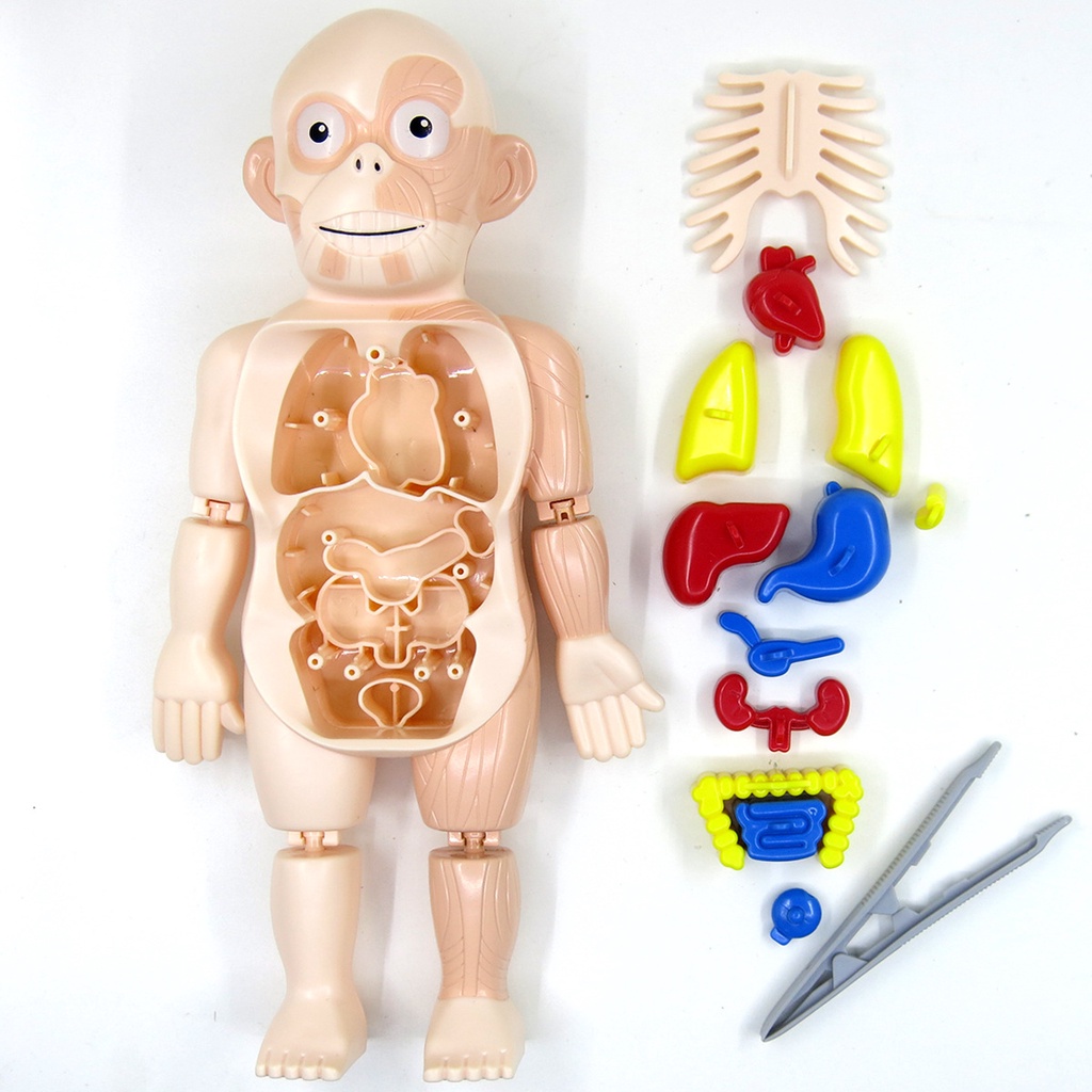 3D Montessori Puzzle Human Body Anatomy Educational Learning DIY ...