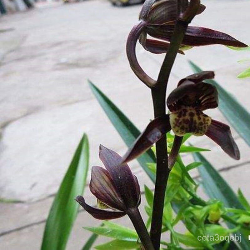 Orchid Seedlings with Bud Spring Orchid Cymbidium Faberi Blue Black ...