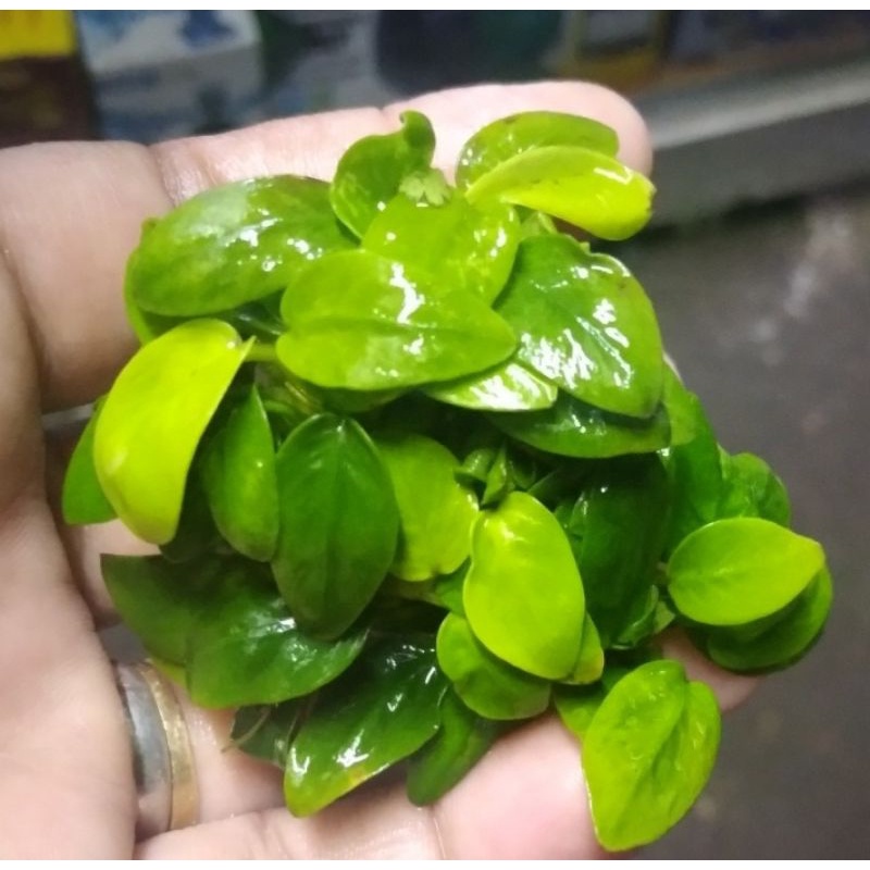 Anubias Nana Golden 