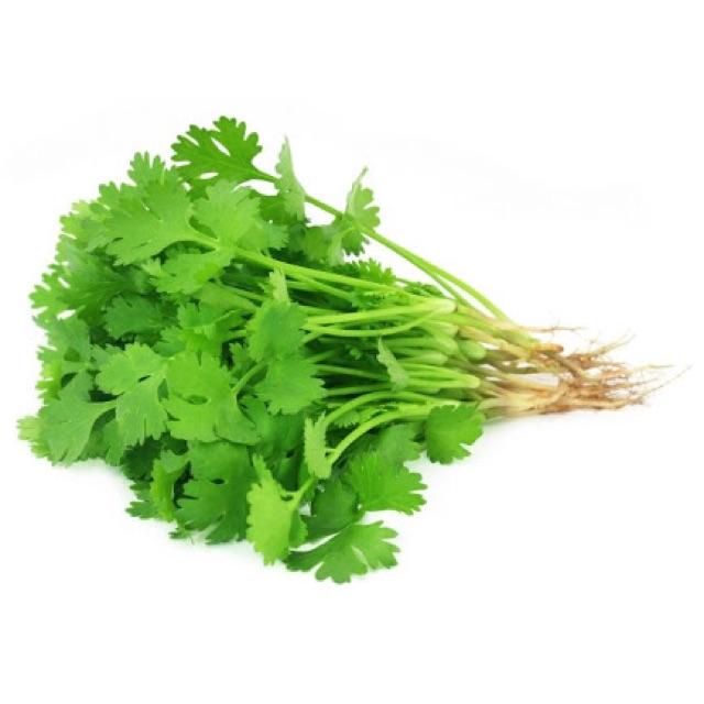 Coriander Wansoy Cilantro Seeds 500pcs Shopee Philippines
