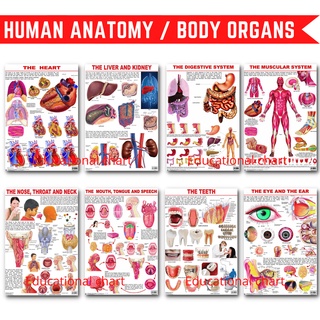 Human Anatomy /Internal Organs Charts, Body Parts Science Charts, A4 ...