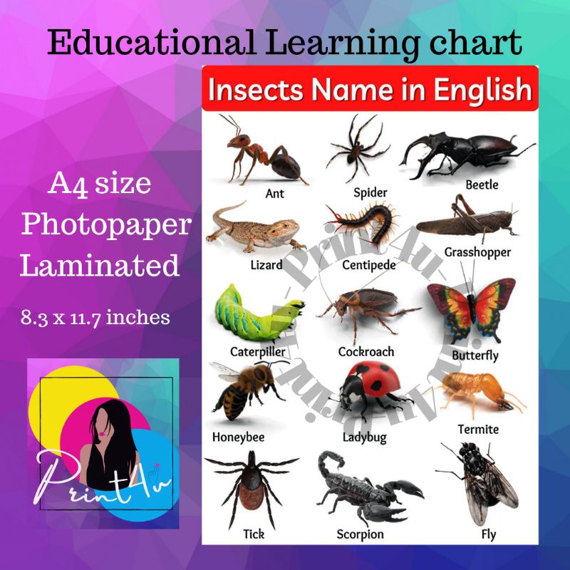 Insects Name in English for kids chart - A4 | Shopee Philippines