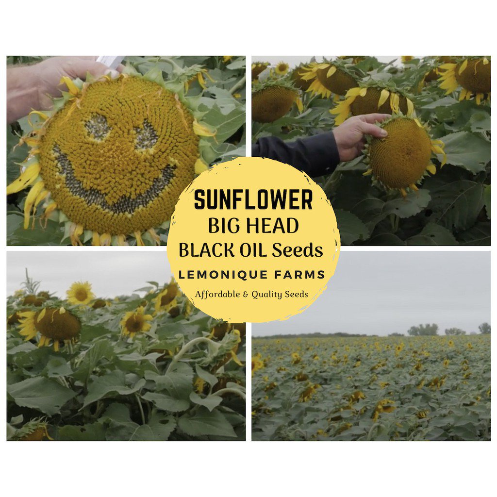 Mixed Seeds black oil sunflower big head sunflower blackoil giant