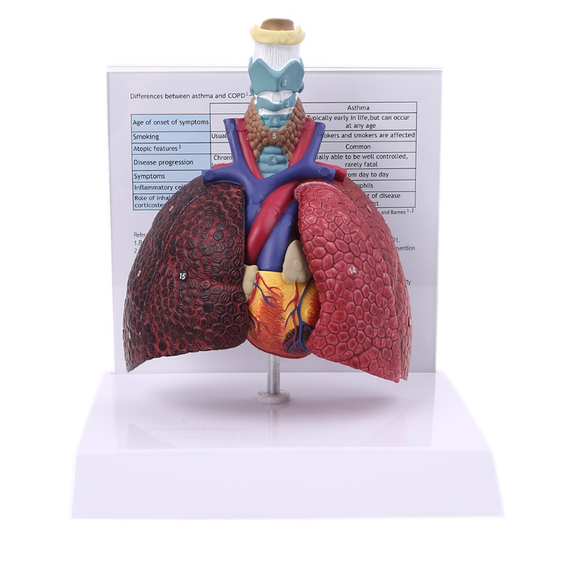 WIN Life Size Human Lung Model Anatomical Respiratory System Anatomy ...