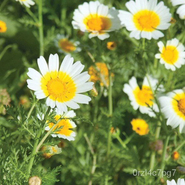 easy planting Chrysanthemum Seeds Garland (Edible) Shopee Philippines