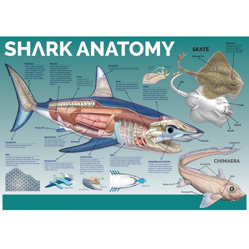 Anatomy of a Shark, Laminated Educational Charts and Diagrams Shopee