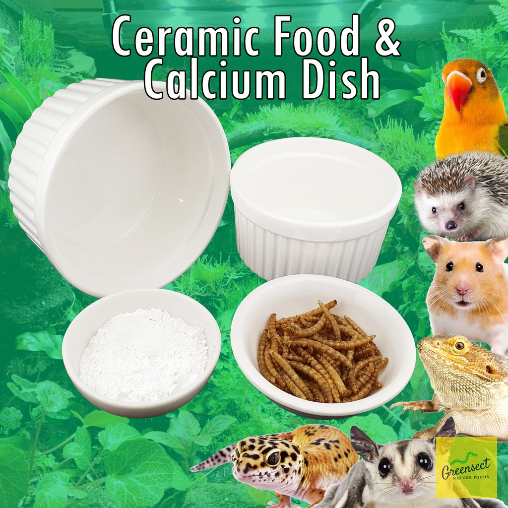 Curated visual reference: Fresh Look at Ceramic Food Dish Calcium Dish Feeding Bowl Hamster Hedgehog Reptiles