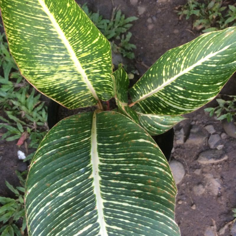 Variegated Heliconia Indica Striata (Saging-Saging Plant) | Shopee ...