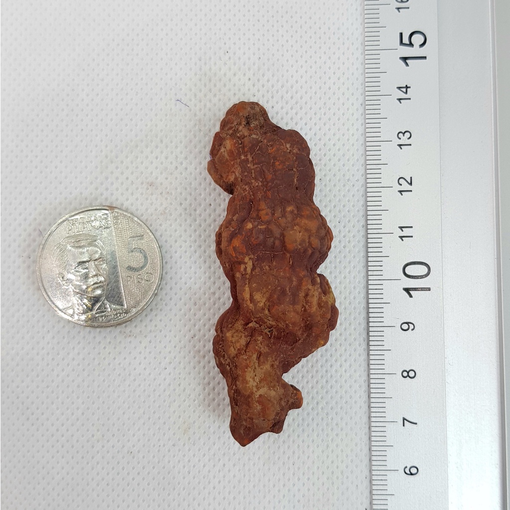 Coprolite Fossil from Morocco - Fossilized Dung - Fossilized Feces ...