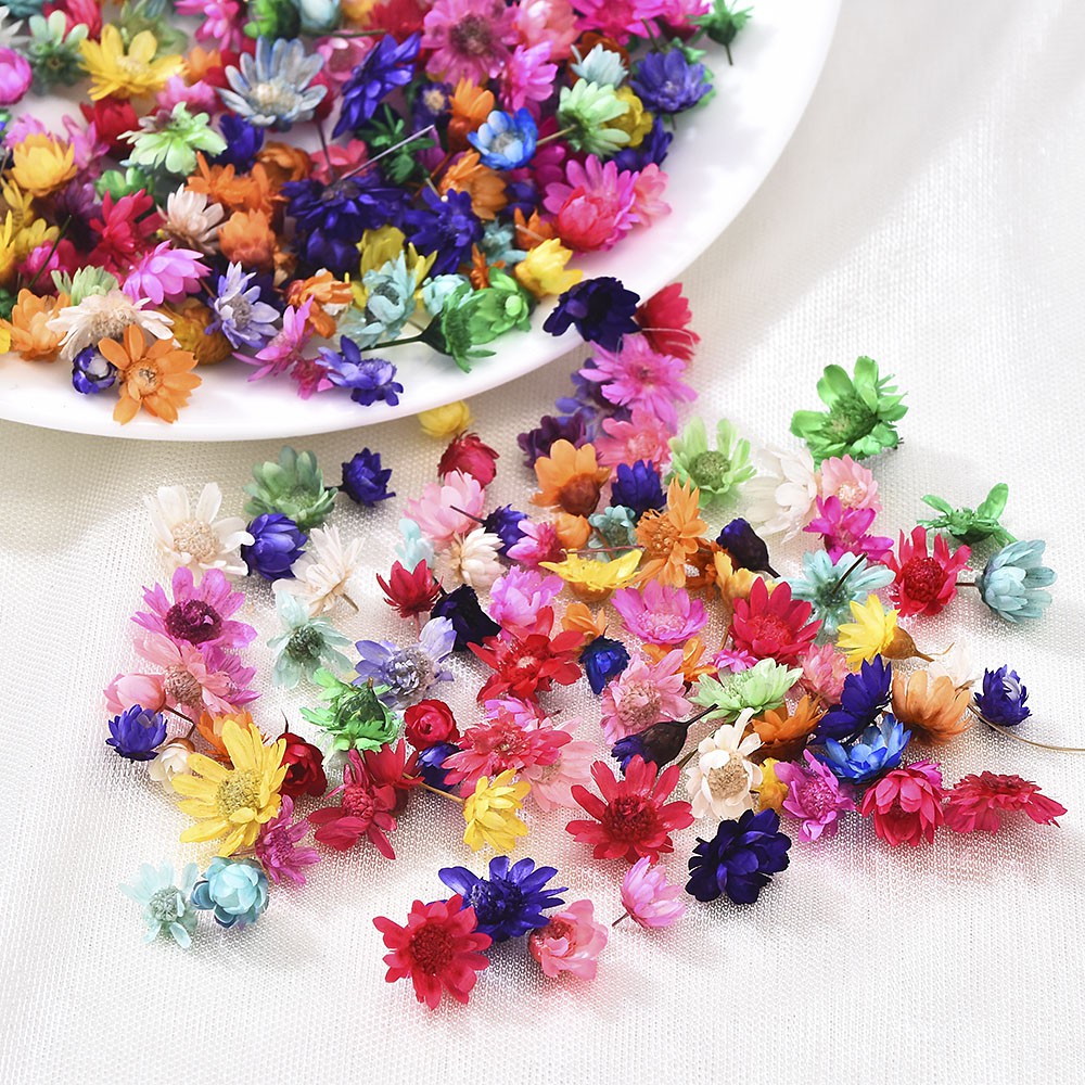 Small Natural Dried Flowers Mini Brazil Little Star Flowers for DIY ...