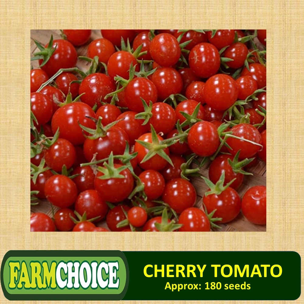 CHERRY TOMATO / Baby Tomato (180 seeds) Shopee Philippines