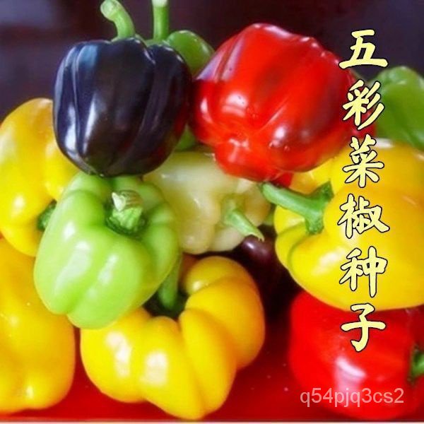 Vegatable Biji Benih Lada Benggala 30 Seeds Pimento Seeds Pepper