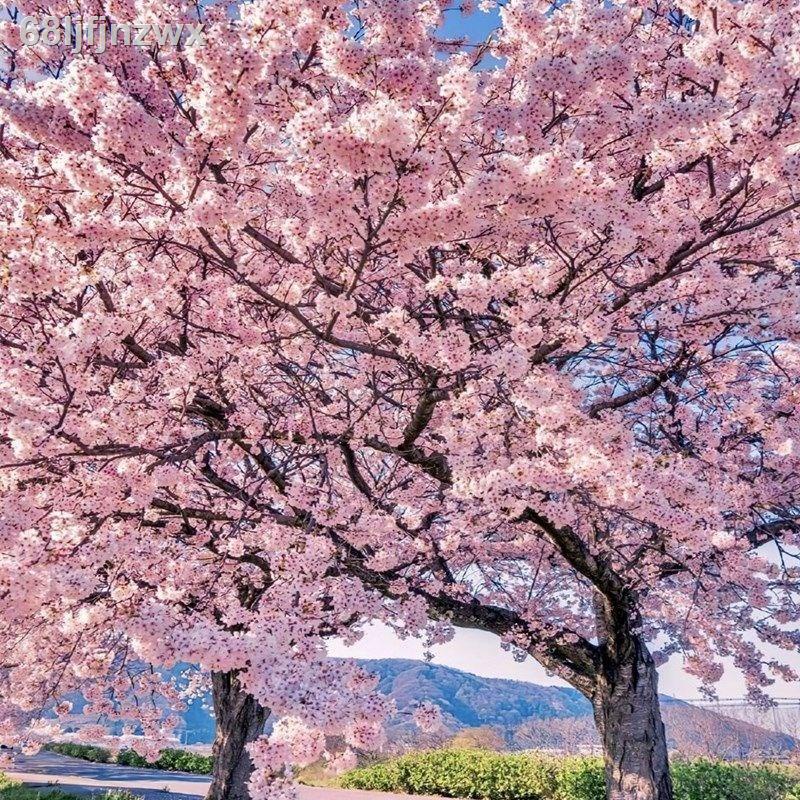 Cherry Blossom Saplings Sakura Saplings Authentic Japanese Sakura ...