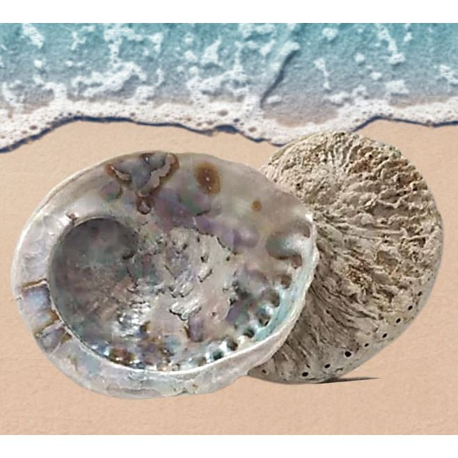 Beautiful Natural South Africa Abalone Shell Smudging Bowl 10-11cm ...