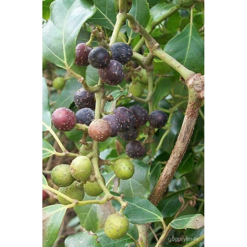 flower seeds Rhoicissus rhomboidea - Forest Grape - 10 Seeds/Seeds ...