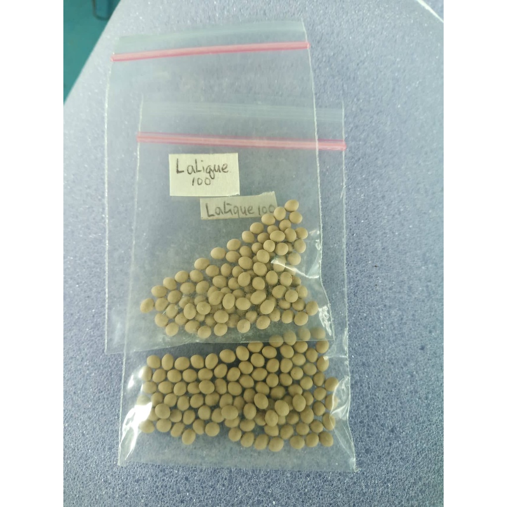 Rijk Zwaan Lalique Lettuce SeedsPelleted Repacked (100pcs) Shopee