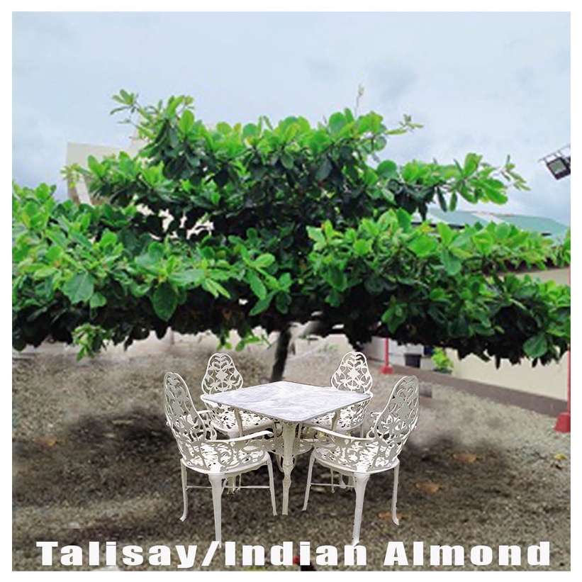 Talisayindian Almond Tree Seedlinglive Plant Shopee Philippines