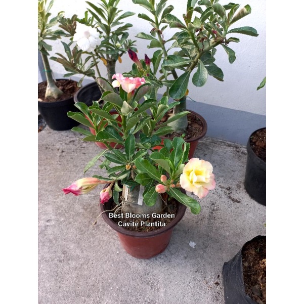 4 Pieces Large Size Adenium | Shopee Philippines
