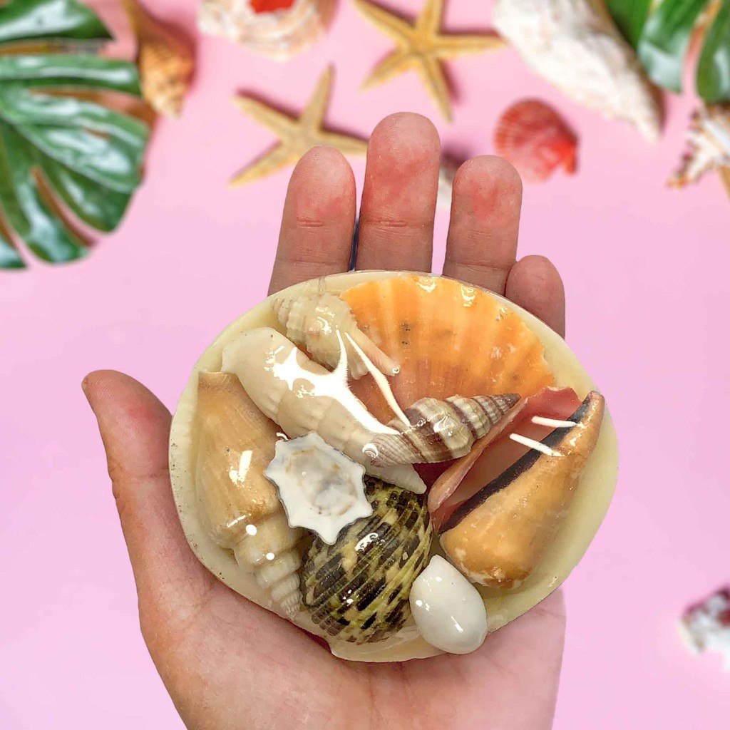 Beach Mixed Sea Shells in Codakia Shells | Shell Crafts | Aquarium ...