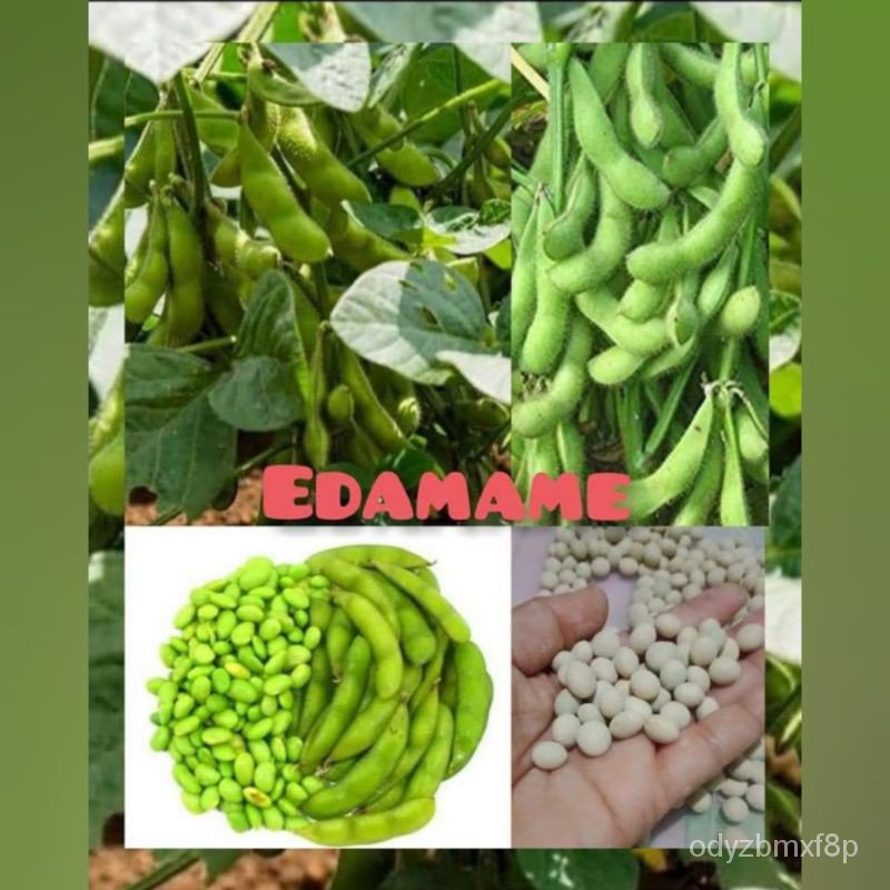 High quality seeds edamame seeds ( 10 seeds retail pack) ryokko variety Shopee Philippines