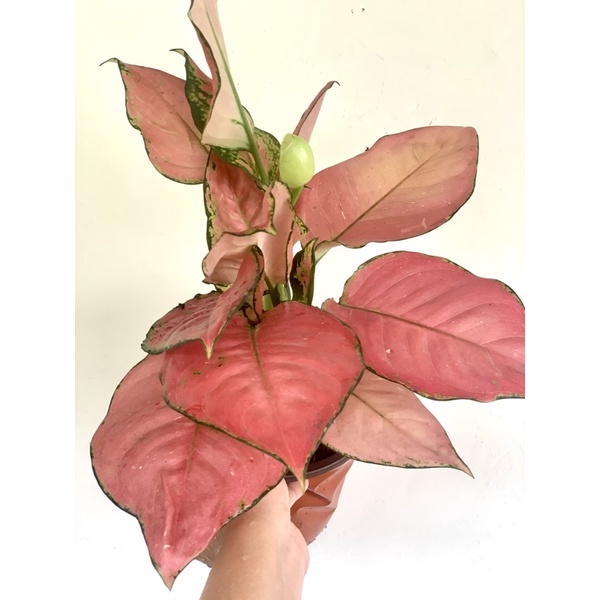 crissie bird nest fern 6" Birds Nest Fern Chrissie (Asplenium nidus Chrissie)