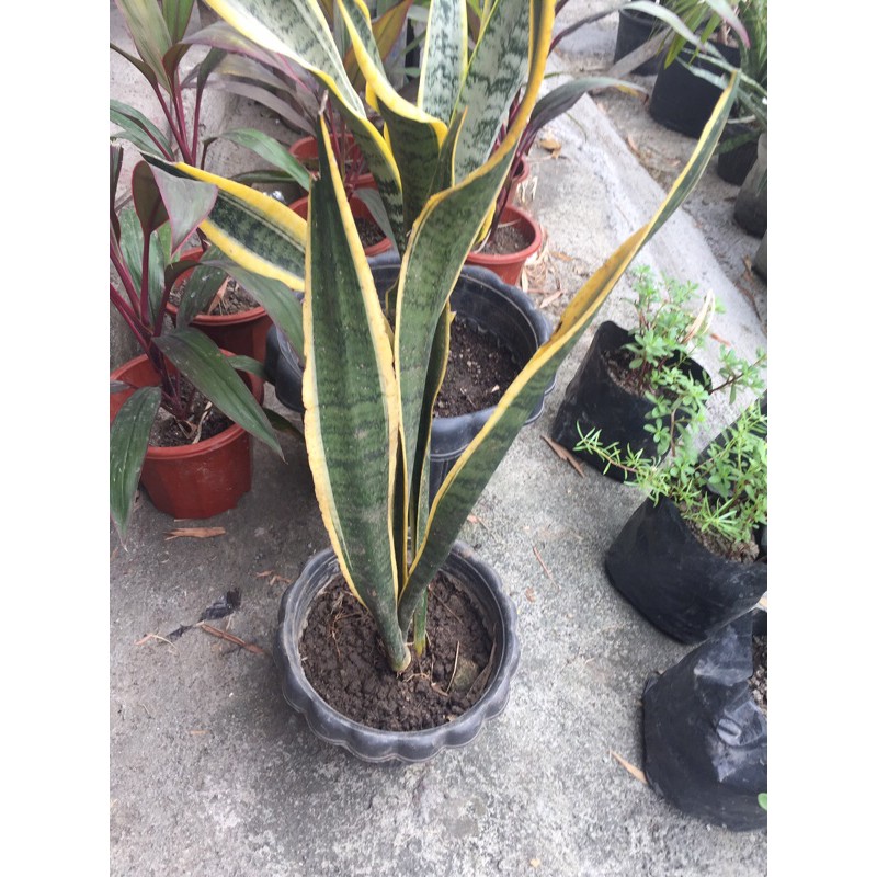 SNAKE PLANT (Uprooted) Shopee Philippines