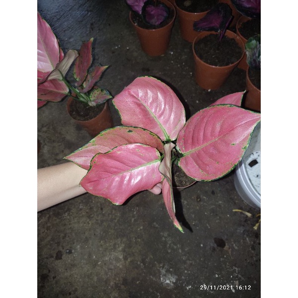 green taro elephant ears plant for ponds and garden Mojito Taro Pond Plants  Pond Megastore