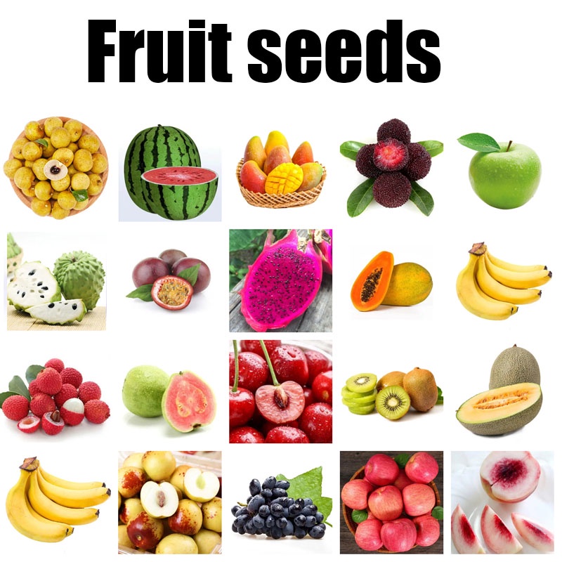 Fruit Seeds Section { Hybrid Bonsai Giant) Fruit /orange/lemon/Litchi ...