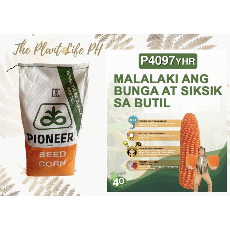 Pioneer 4097 13Kg Hybrid Corn Seeds Shopee Philippines