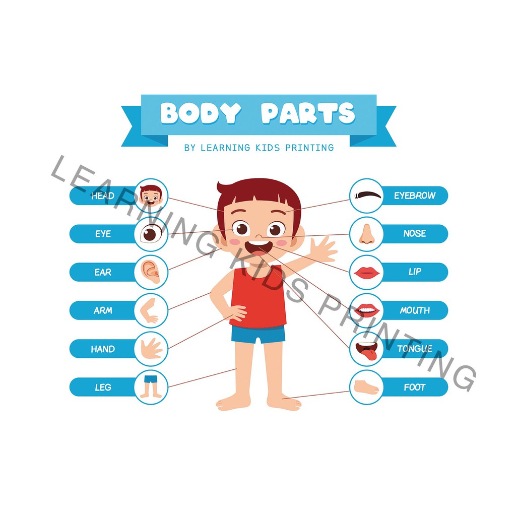 Body Parts Chart (Laminated A4 Size) | Shopee Philippines