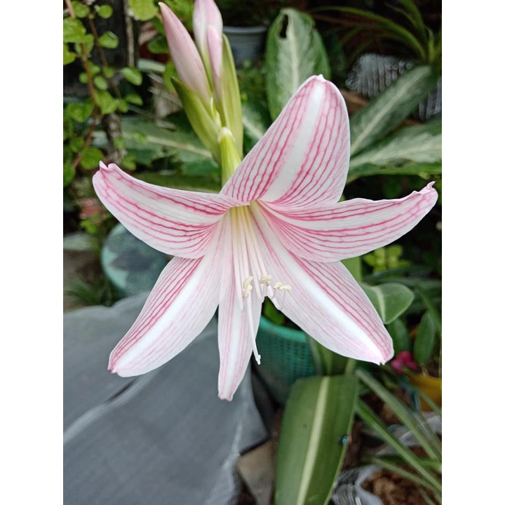 Amaryllis Pink (2 bulbs) Shopee Philippines