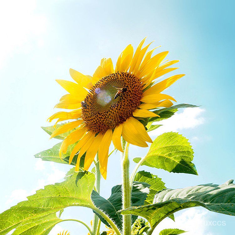 Sunflower Seeds Dwarf Ornamental Edible Mini SUNFLOWER Seed Four