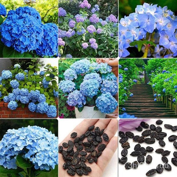New Store Offers Philippines Ready Stock 50 Pcsbag Hydrangea Seed