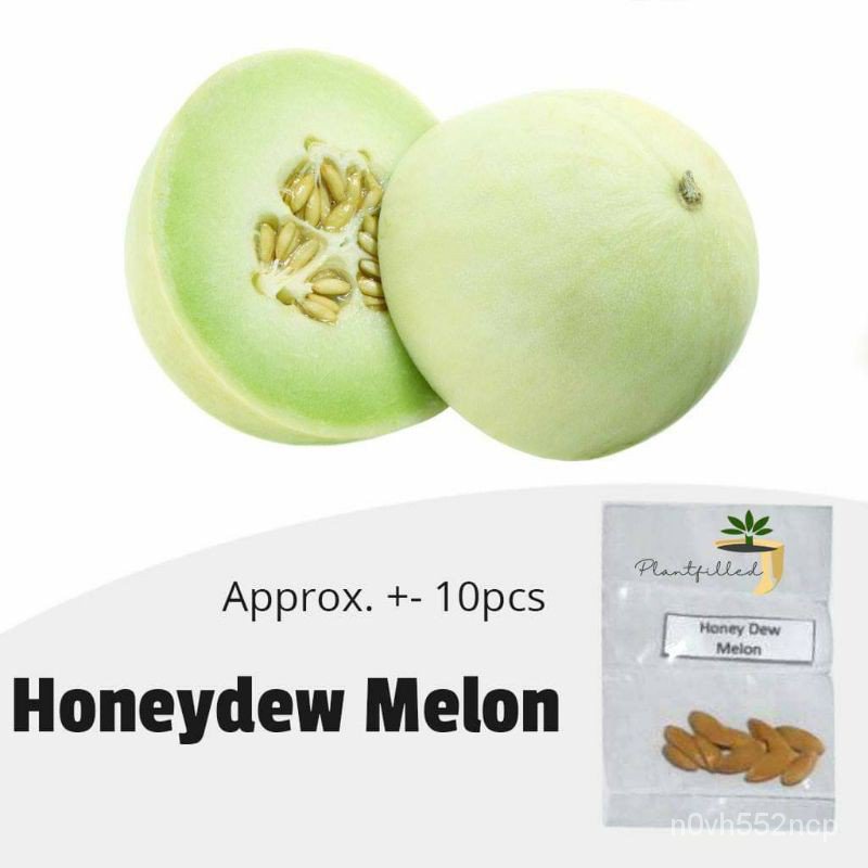easy planting [Plantfilled] Honey Dew Melon Seeds Fruits Shopee