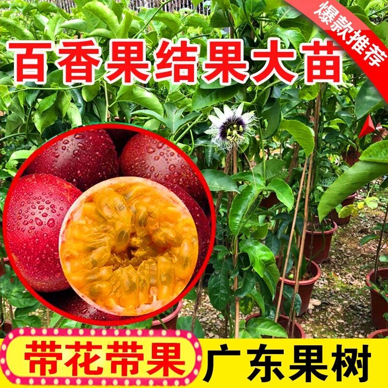 Guangdong fruit seedlings passion fruit seedlings climbing rattan