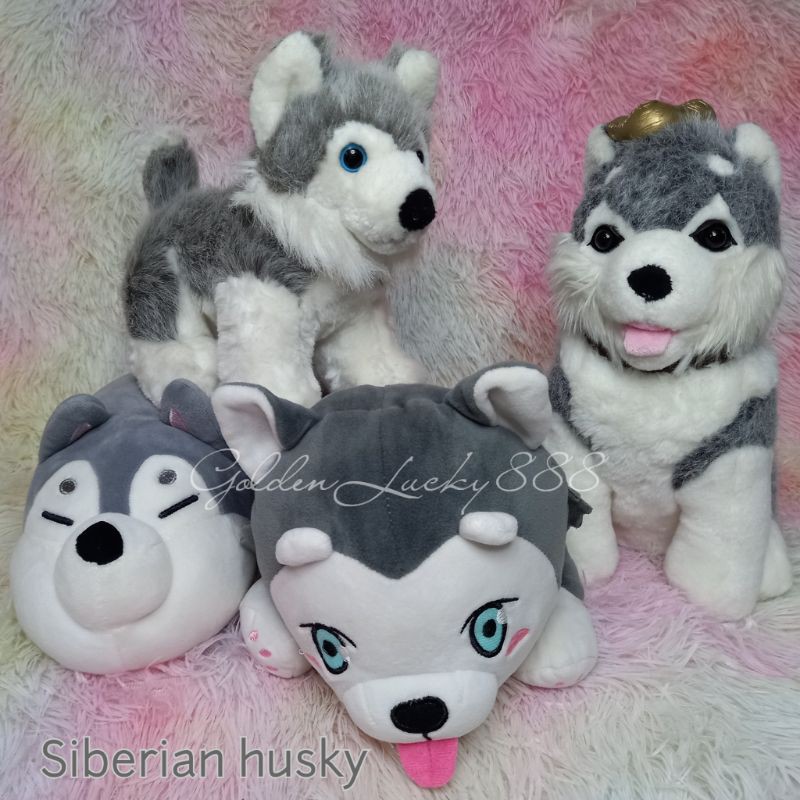 Siberian Husky Dog Stuffed Toy Sho