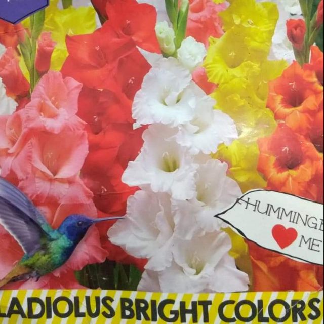 Gladiolus bulbs (mixed colors) Shopee Philippines