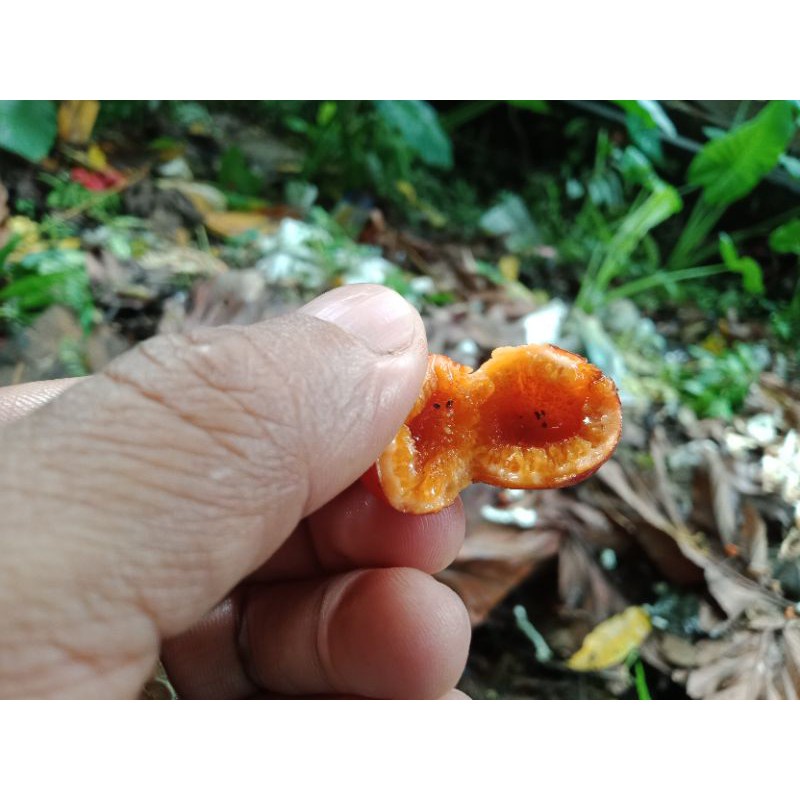 Tibig | Tubog | Philippine Fig | Rooted Cutting | Water Tree Rooted ...