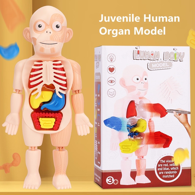 Kid Montessori 3D Puzzle Human Body Anatomy Model Toy Educational ...
