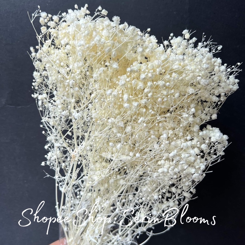 Preserved/Dried Gypsophila (baby's breath) sold per bundle | Shopee ...